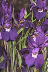 Sylvia Ridgway"Irises"